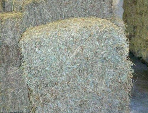 Hay Bale 6