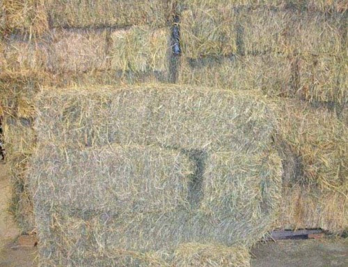 Hay Bale 8